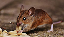 24 Hour & Emergency Exterminators in Osage, IA